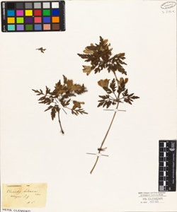 Clematis balearica Lam.