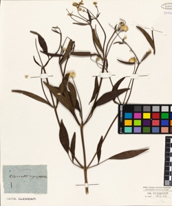 Clematis angustifolia