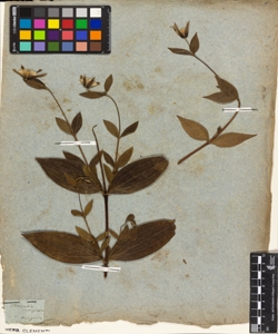 Clematis integrifolia