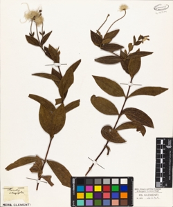 Clematis integrifolia