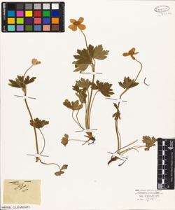 Anemone sylvestris L.