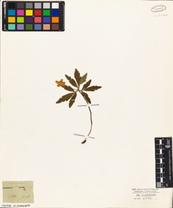 Anemone ranunculoides L.