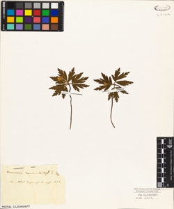 Anemone ranunculoides L.