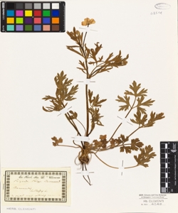 Ranunculus bulbosus L.