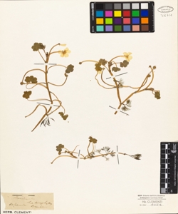 Ranunculus heterophyllus