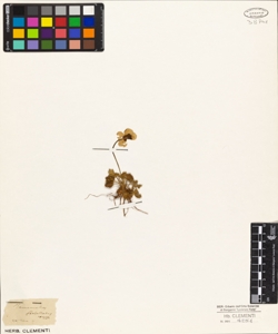 Ranunculus flabellatus Desf.