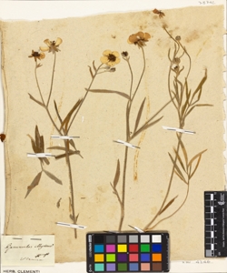 Ranunculus illyricus