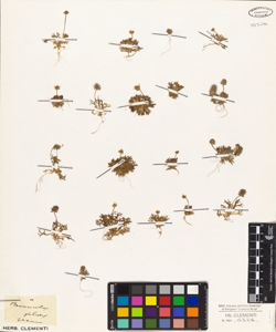 Ceratocephalus falcatus