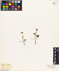 Ranunculus ficaria L.