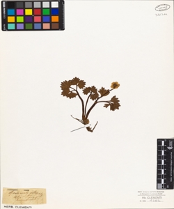 Ranunculus glacialis