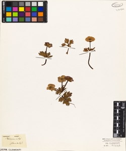 Ranunculus glacialis