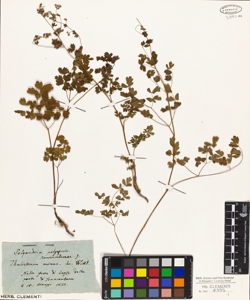 Thalictrum minus L. Willd.