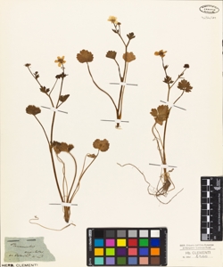 Ranunculus angulatus