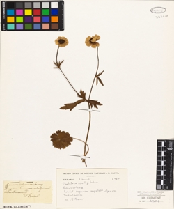 Ranunculus montanus
