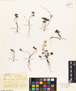 Ranunculus alpestris