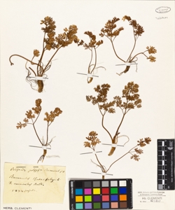 Ranunculus rutaefolius L.