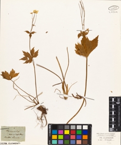 Ranunculus aconitifolius