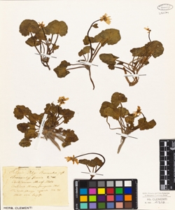 Ranunculus ficaria L.W.