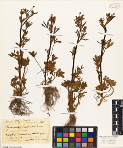 Ranunculus sceleratus L.W.