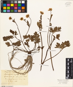 Ranunculus repens L.W.