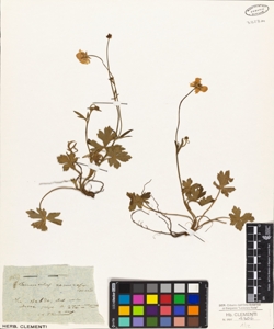 Ranunculus nemorosus De Candolle