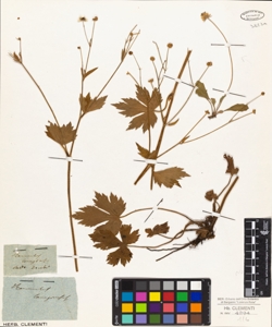 Ranunculus lanuginosus