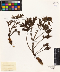 Ranunculus auricomus