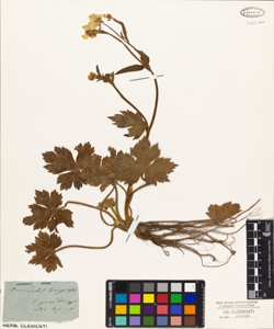 Ranunculus lanuginosus