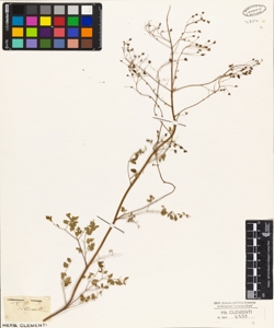 Thalictrum sibiricum