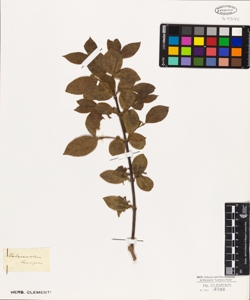 Calycanthus laevigatum