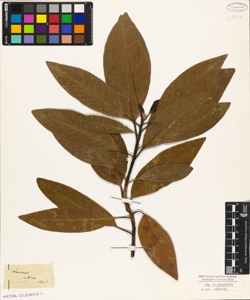 Laurus indica