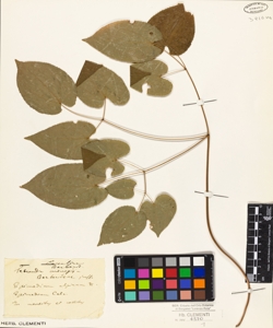 Epimedium alpinum L.