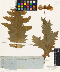 Papaver sonniferum L.