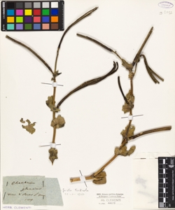 Chelidonium glaucium