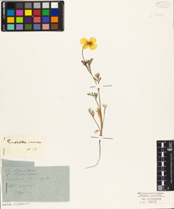 Eschscholzia crocea