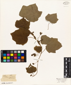 Menispermum canadense