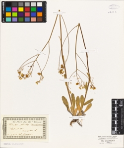 Biscutella laevigata L.