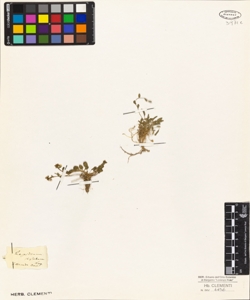 Lepidium stylatum Lag.