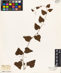 Cissampelos smilacina