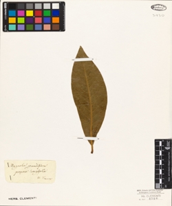 Magnolia grandiflora