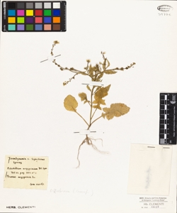 Ochthodium aegypticum DC.