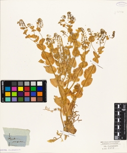 Lepidium perfoliatum