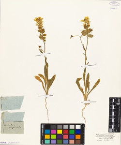 Biscutella erigerifolia