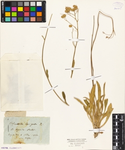 Biscutella laevigata L.