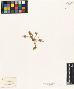 Lepidium bonannianum Guss.