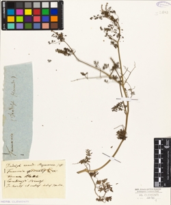 Fumaria officinalis L.W.