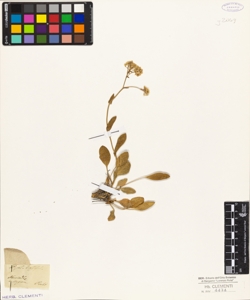 Lepidium ...........(?)