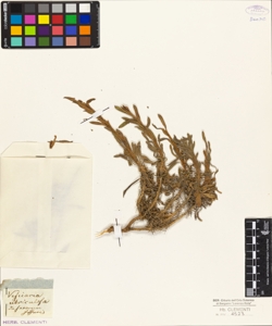 Vesicaria utriculata