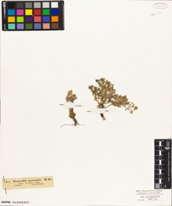 Petrocallis pyrenaica R.Br.