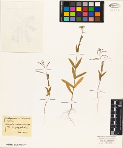 Heliophila amplexicaulis